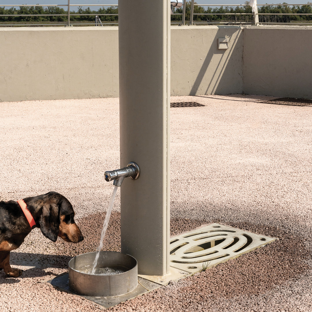 Fuente dog Trinkbrunnen
