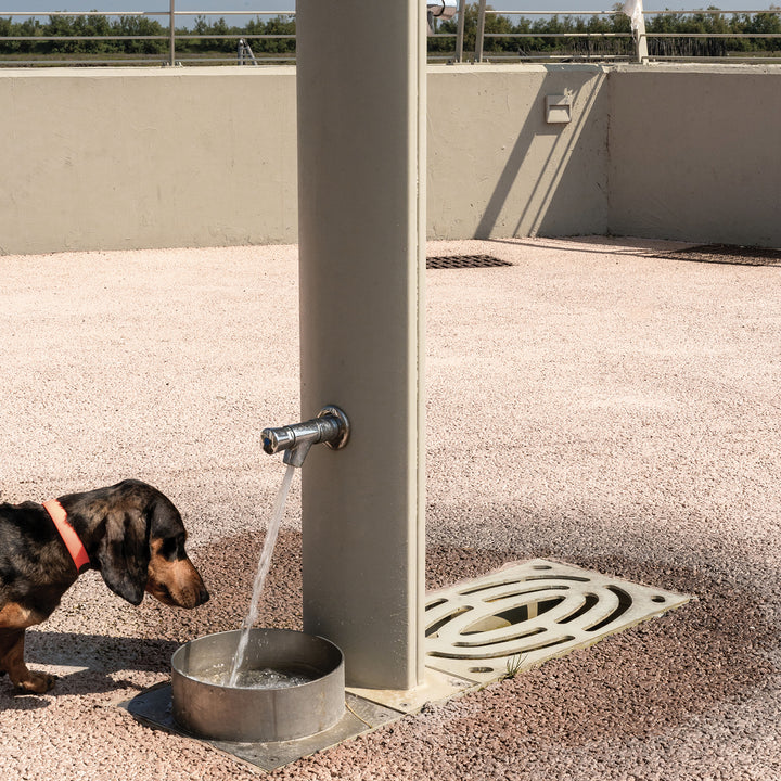 Fuente dog Trinkbrunnen