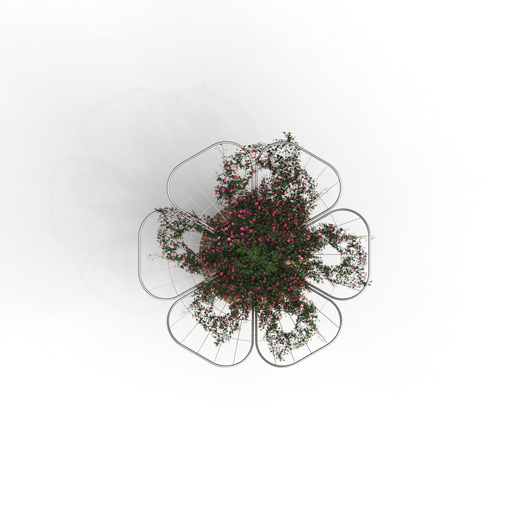 Mirabilis